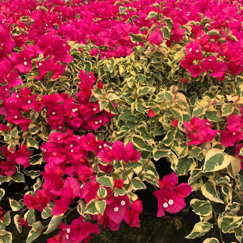 2 Trailing Bougainvillea Plants Live, Hardy Flowering Bougainvillea Plants for Hanging Basket, Container Growing, 4-8 Inches Tall (Raspberry Ice)