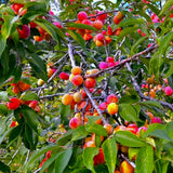 2 Wild Plum Trees Live Plants 2 to 3 Feet Height, Plum Plant Live for Planting Outdoors, Dark Red Plum Tree Plant, Bareroots Dormant