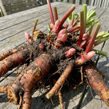 (Large Size) 5 Rhubarb Crowns for Planting, High Yield Rhubarb Plants Live Roots, Cold Hardy, Zones 2-8, Cold Hardy