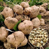 48 Jicama Vegetable Seeds for Planting in Garden Yard and Backyard, Jicama Seeds