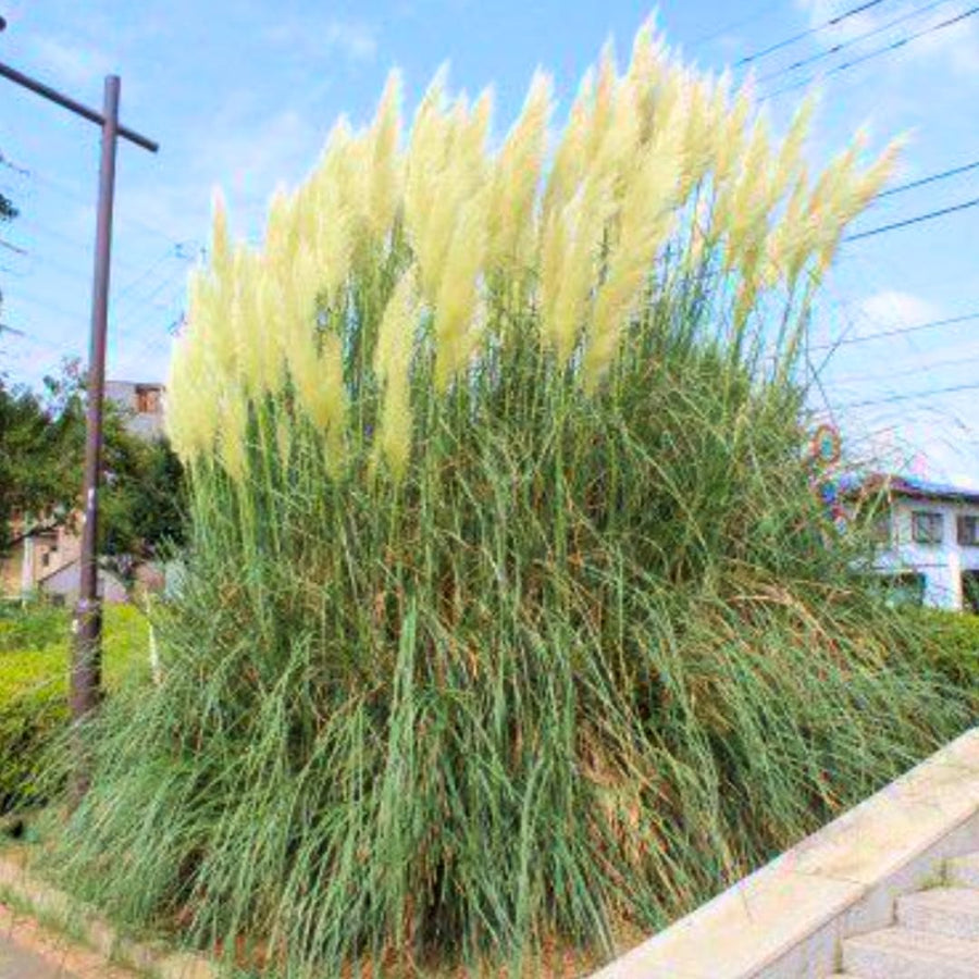 2 Plants of Pampas Grass Plant, White Pampas Grass Plants Live from 5 Inches in Height Ornamental Grass Plant Live