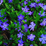 24 Periwinkle Plants Live for Planting, Vinca Plants Live for Planting, Vinca Minor Ground Cover Vine Bare Roots from 6 Inc Tall Garden