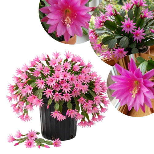 Easter Cactus Live Plant, Easter Cactus Plant 5 Inches in Height, 4 Inch Pot, Bright Bloom Flowering Houseplant for Planting (Pink)
