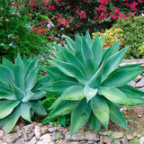 Green Agave Live Plant, 8 Inches Tall in 4 Inch Pot, Agave Succulent Plant for Indoor or Outdoor Growing
