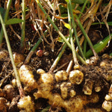 Ginger Plant Live for Planting, Hawaiian Ginger Flower Plant, Tropical Ginger Plant Well-Rooted for Indoor Outdoor Growing, 5-9" Tall (Ginger Zingiber)