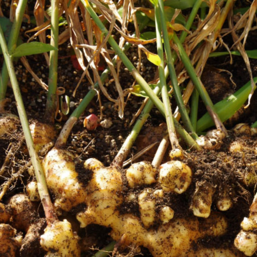 Ginger Plant Live for Planting, Hawaiian Ginger Flower Plant, Tropical Ginger Plant Well-Rooted for Indoor Outdoor Growing, 5-9" Tall (Ginger Zingiber)