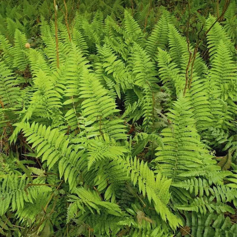10 Fern Live Plants, Live Fern Plants, Cinnamon Ferns Bare Roots, Cinnamon Fern Plant, Cinnamon Fern Starter Plant for Growing Indoor