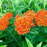 2 Butterfly Milkweed Plants Live, Asclepias Tuberosa Plant, Orange Milkweed Flower Plant for Planting Indoor Outdoor Garden