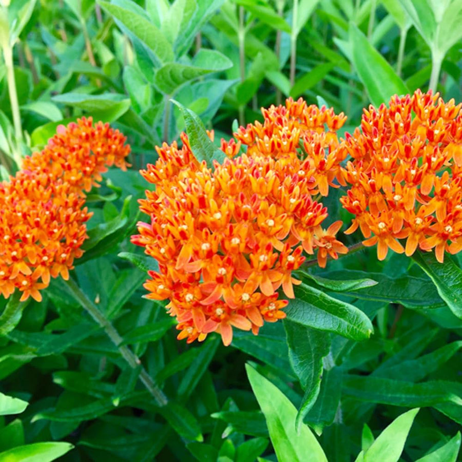 2 Butterfly Milkweed Plants Live, Asclepias Tuberosa Plant, Orange Milkweed Flower Plant for Planting Indoor Outdoor Garden