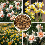 10 Assorted Daffodil Bulbs for Planting, Spring Blooming Narcissus Bulbs, Suitable for Garden and Landscape