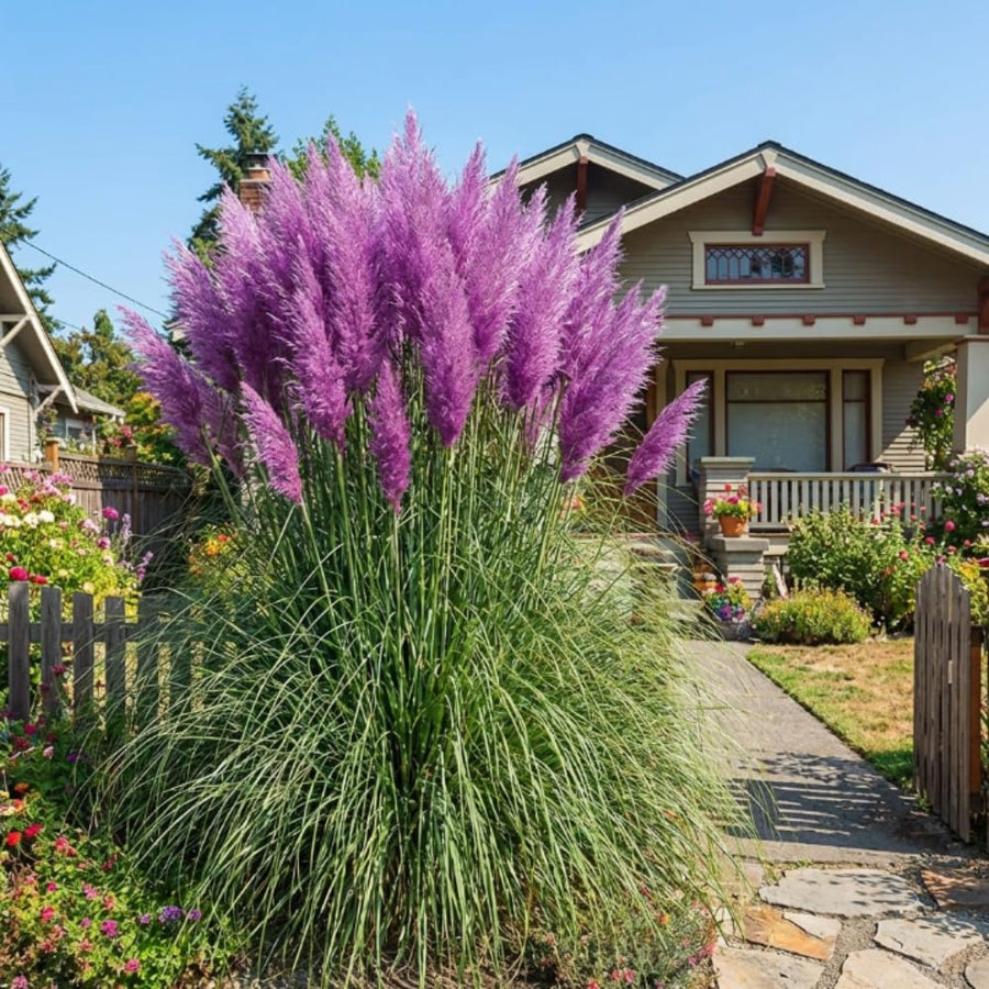 Set 200 Purple Pampas Grass Seeds for Planting, Pampas Grass, Ornamental Grass for Garden Decor, Landscape