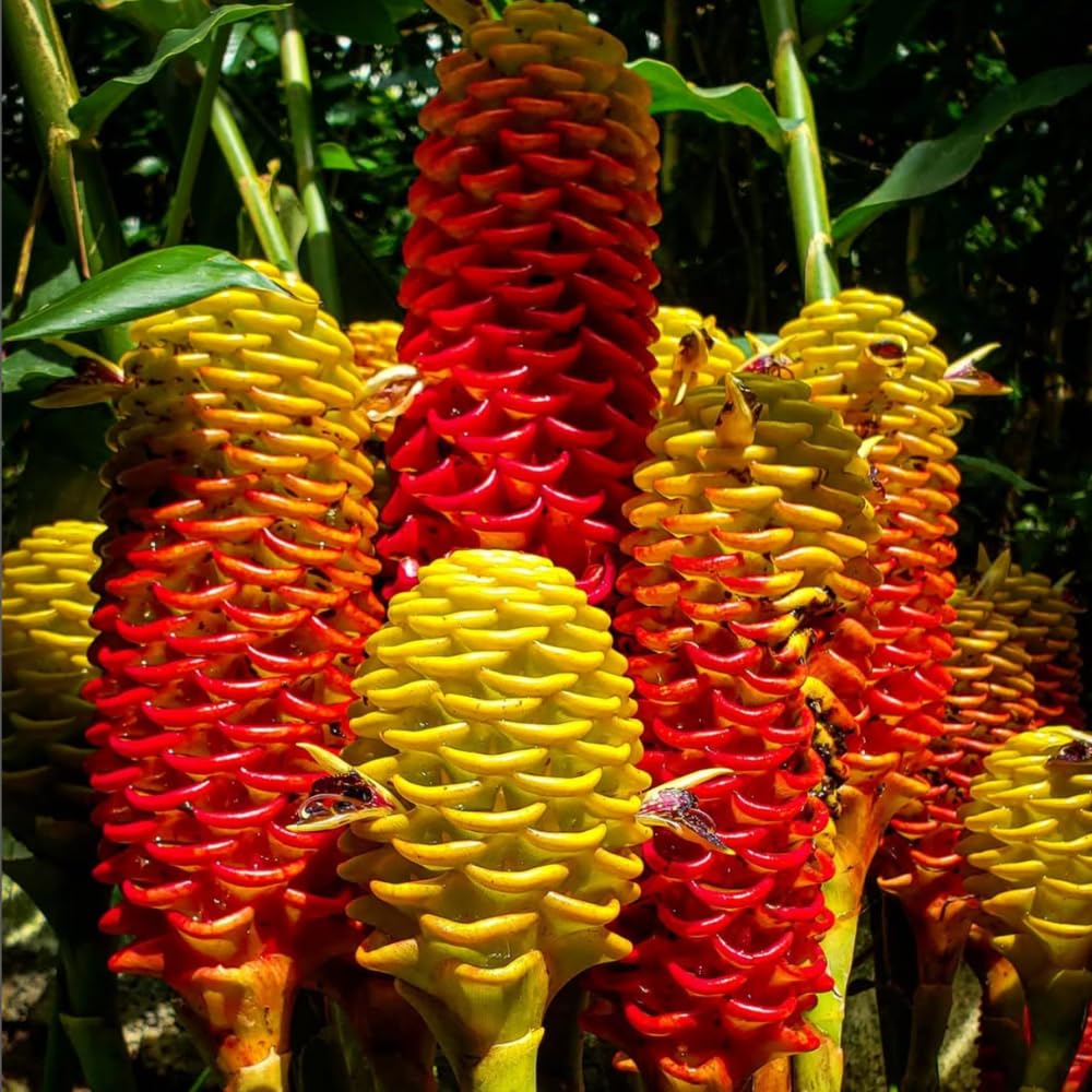 Live Plant Awapuhi Shampoo Ginger, Cold Hardy, 5-9" in Tall Red Ginger Oudoor Planting, Pinecone Zerumbet Zingiber, Ginger Lily Flowers