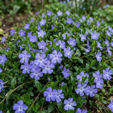 Pack of 25 Vinca Plants, Vinca Minor Ground Cover Plants, 6-8 Inc Tall, Periwinkle Plant Live for Outdoor Garden
