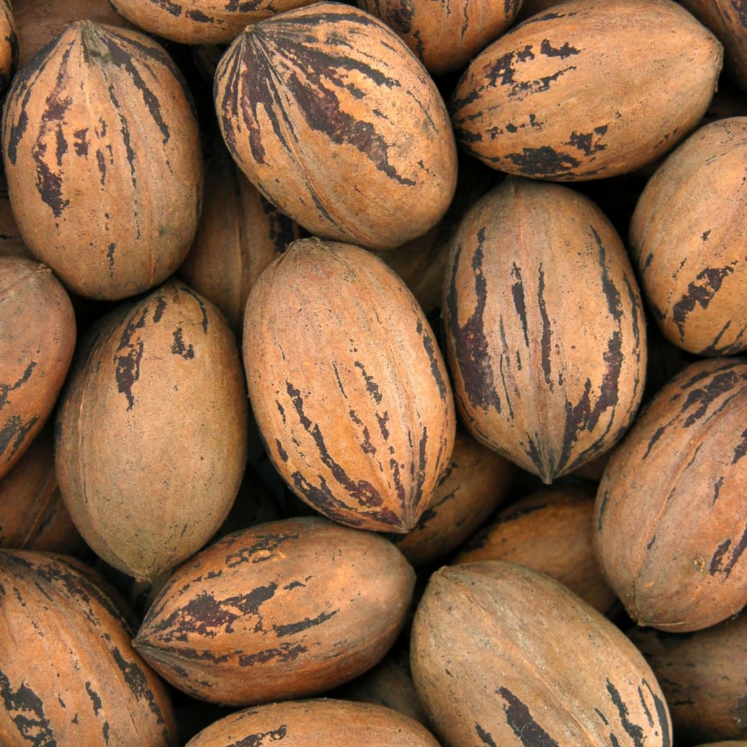 Pecan Tree Live Plant, 6-8 Inches Tall, Pecan Nut Tree Seedlings for Outdoor Garden Planting, No Pot, Dormant in Winter