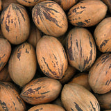 Set of 2 Pecan Trees Live Plants, 6-12 Inches Tall, Pecan Nut Tree Seedlings for Outdoor Garden Planting, No Pot, Dormant in Winter