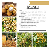 Longan Tree Live Plant, 8-10 Inches Tall in 4 Inch Pot, Tropical Fruit Tree for Indoor or Outdoor Growing