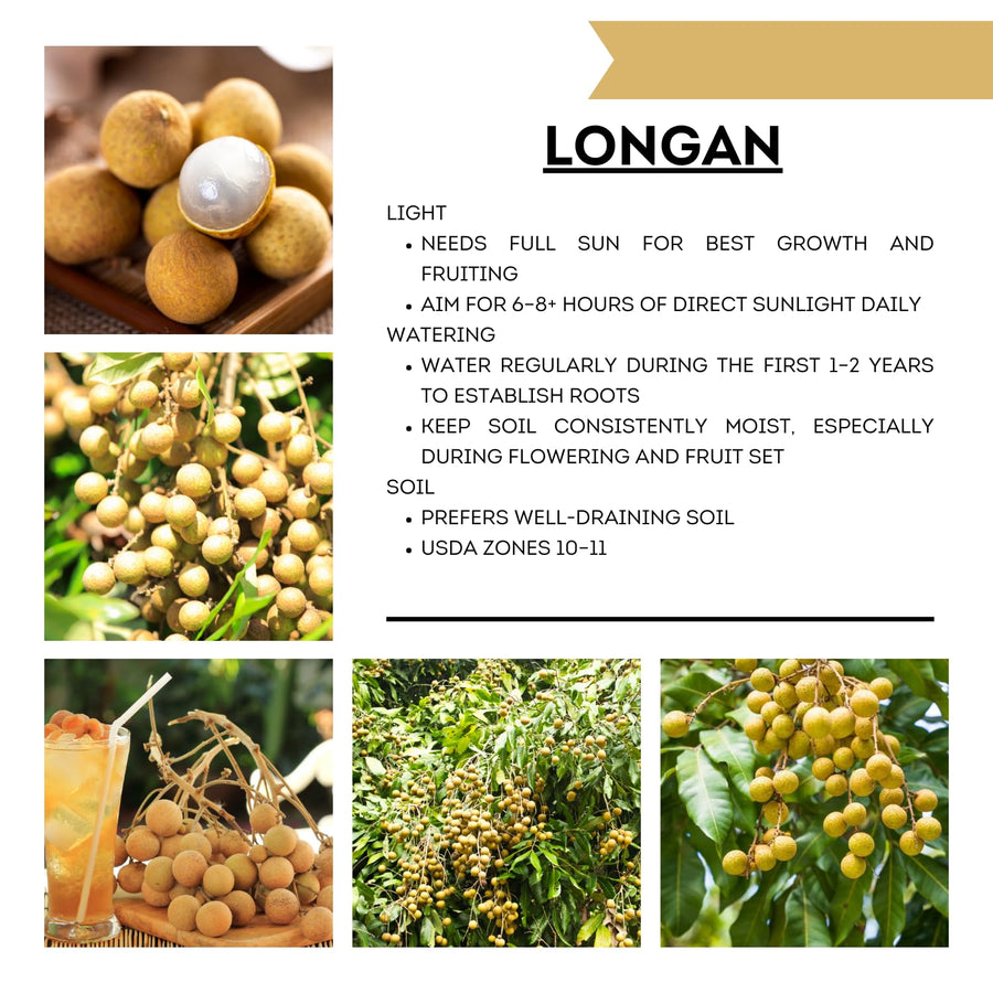 Longan Tree Live Plant, 8-10 Inches Tall in 4 Inch Pot, Tropical Fruit Tree for Indoor or Outdoor Growing
