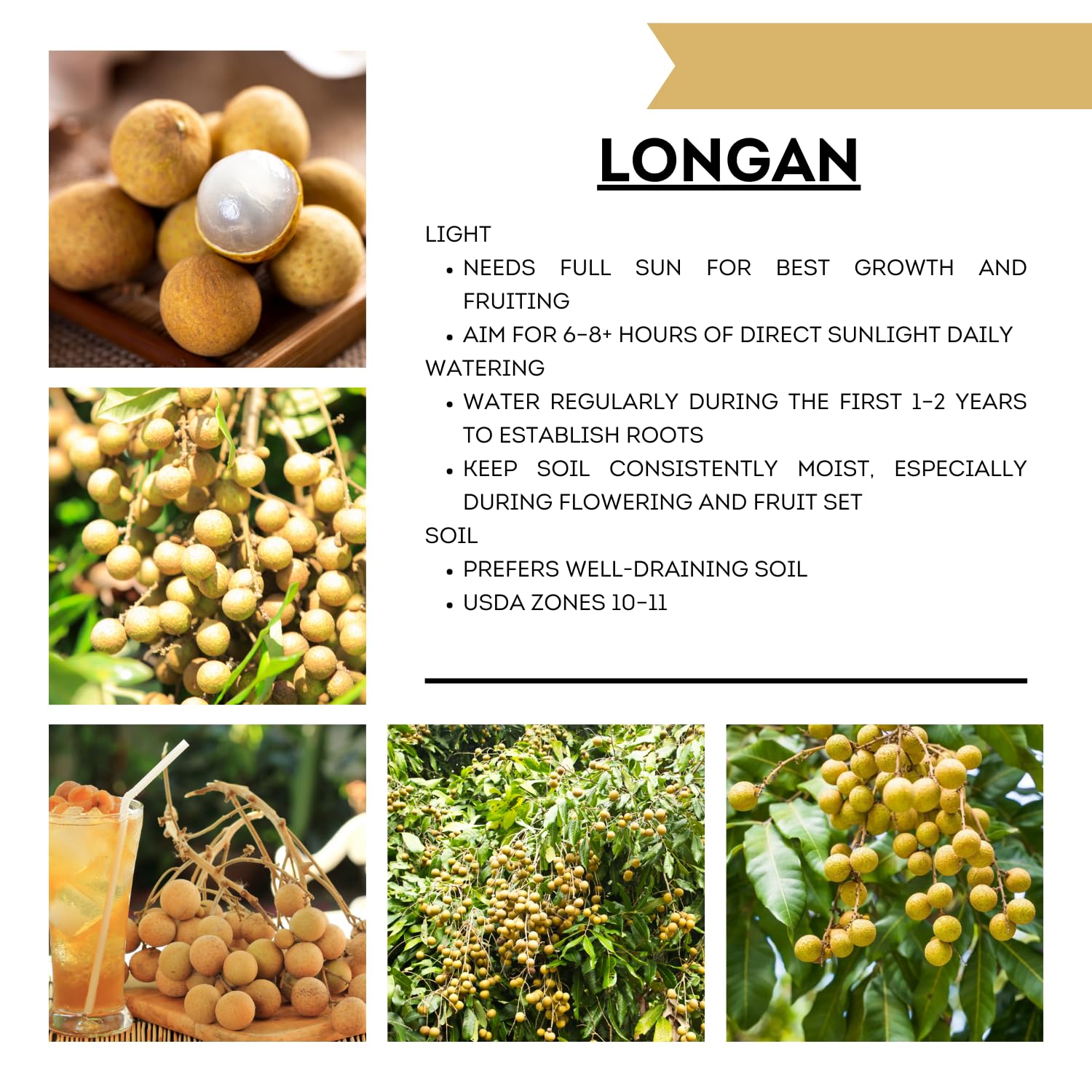 Live Longan Fruit Tree Plant, 6-12” Tall in 4” Pot, Sweet Tropical Longan Plant to Grow