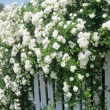 Rose Bush Live Plant - Rose Plant Live - Bareroot with Soil 5-10 Inch Tall - Fragrant Flowers Shrub