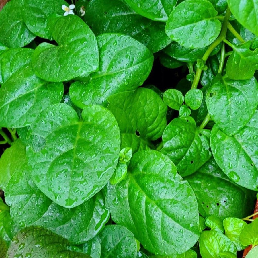 50+ Green Malabar Spinach Seeds, Mong TOI Poi Sang Ceylon Seeds Leafy Vine Plant Seeds for Outdoor Garden