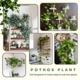 6 Mix Pothos Live Plants in Pot, 3 to 6 Inc Tall Pothos Live Plant, Assorted Varieties Vine Houseplants for Indoors Outdoors Garden, Hanging Basket, Easy to Care