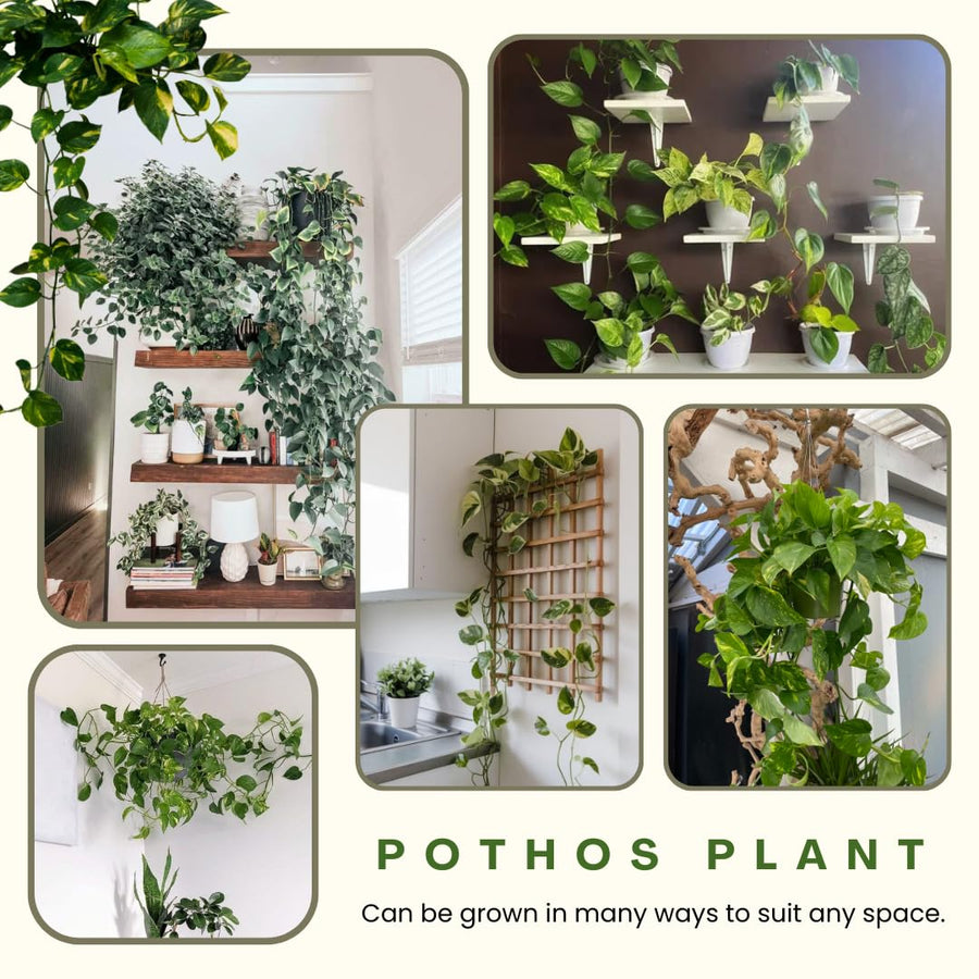 6 Mix Pothos Live Plants in Pot, 3 to 6 Inc Tall Pothos Live Plant, Assorted Varieties Vine Houseplants for Indoors Outdoors Garden, Hanging Basket, Easy to Care