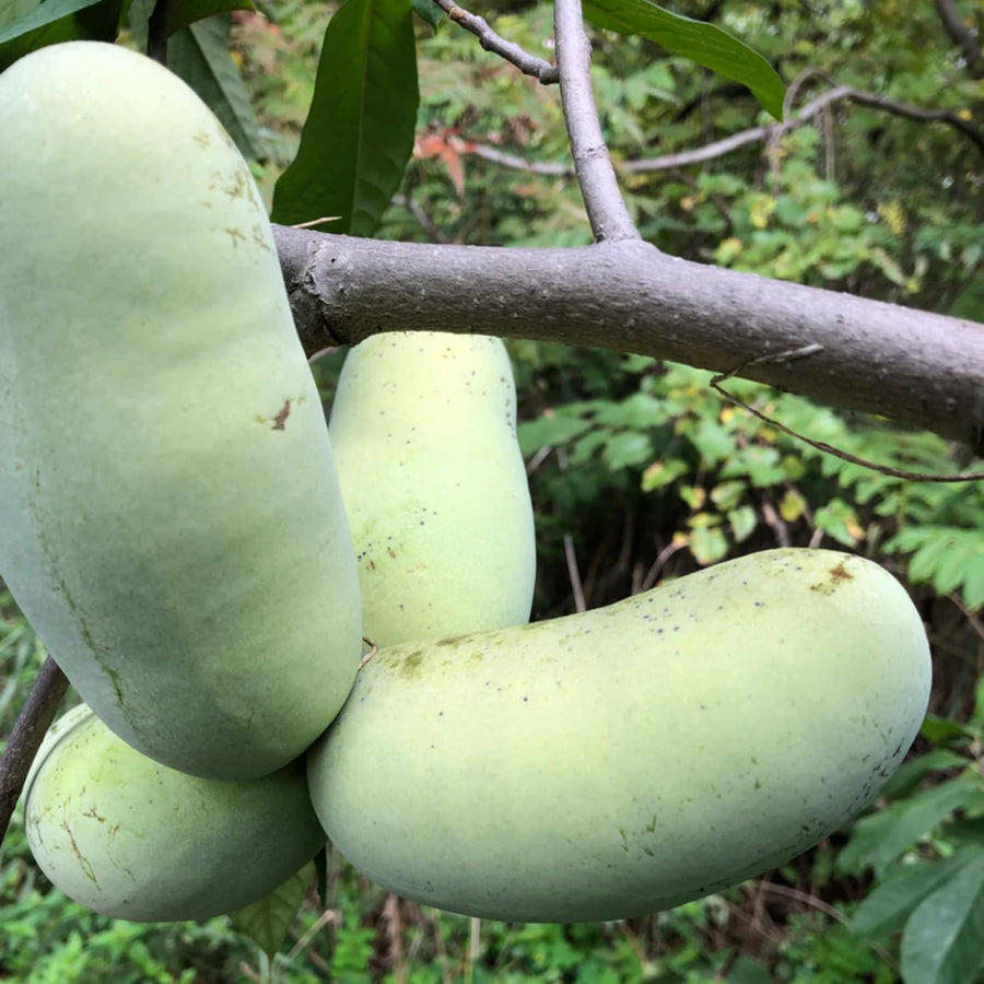 Pack 2 Pawpaw Trees Live Bareroots, 6-12 Inches Tall, Hardy Paw Paw Fruit Trees to Grow