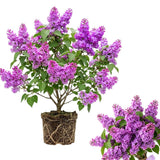 Old Fashion Lilac Bush Live Tree Plant, 1 Year Old Tree for Planting, 6 to 12 Inches in Tall, Hardy Shrub, Dormant in Winter