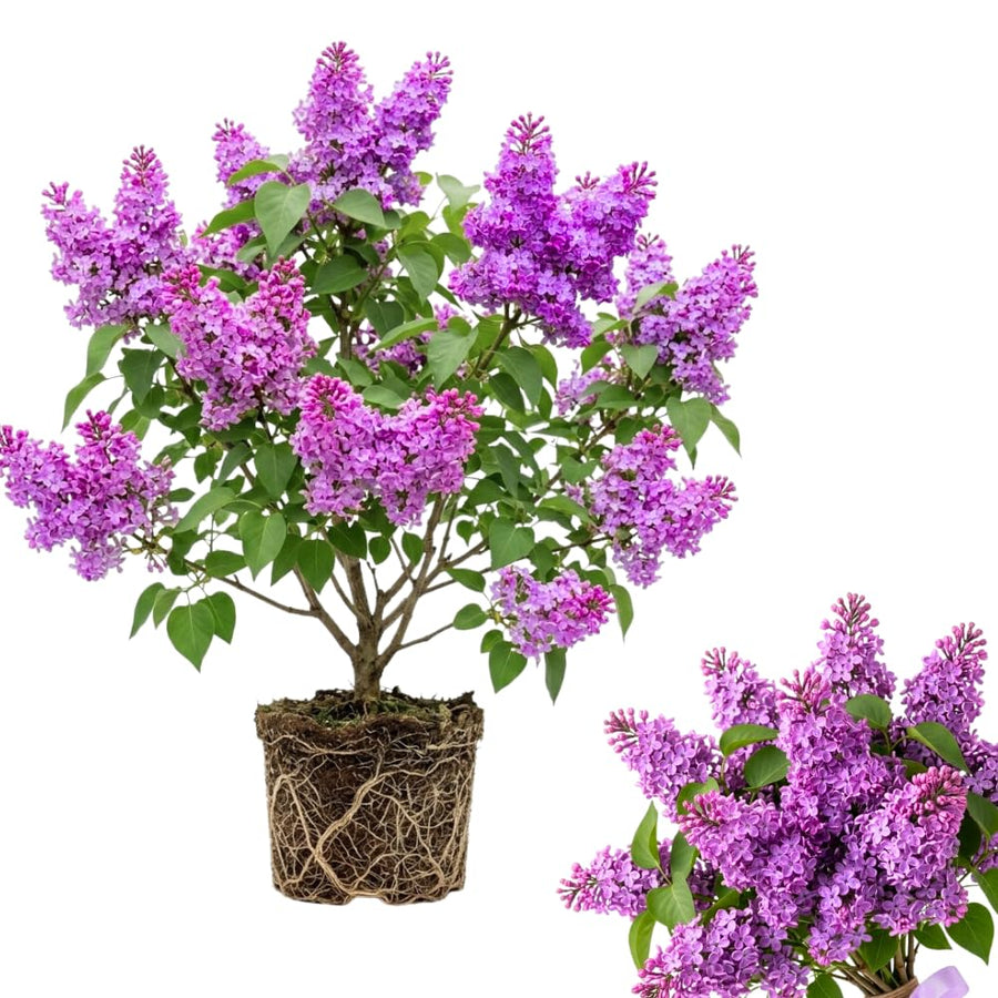Old Fashion Lilac Bush Live Tree Plant, 1 Year Old Tree for Planting, 6 to 12 Inches in Tall, Hardy Shrub, Dormant in Winter
