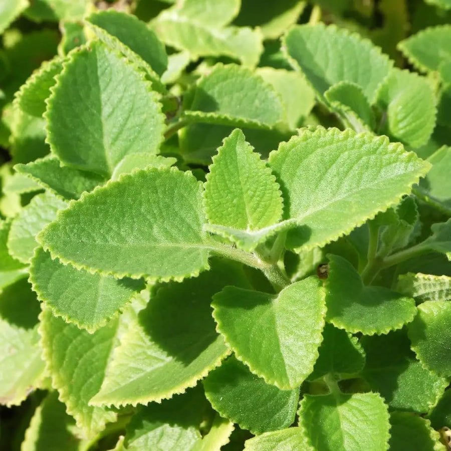 2 Cuban Oregano Live Plants Herbs, 5-9" in Tall Very Well-Rooted, Vegetables Mexican Mint or Spanish Thyme Ready to Plant Outdoor Spring