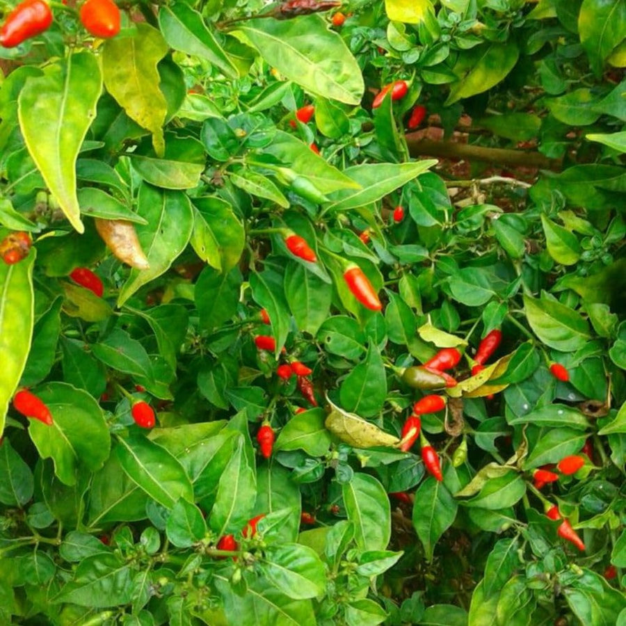 Pack of 100 Pequin Chili Pepper Seeds, Pepper Seeds for Home Gardening, Indoor and Outdoor Use