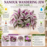 Wandering Jew Plant Live, Tradescantia Nanouk Plant Live 4-7 Inch Tall, Colorful Purple Pink Foliage for Indoor Outdoor Houseplant