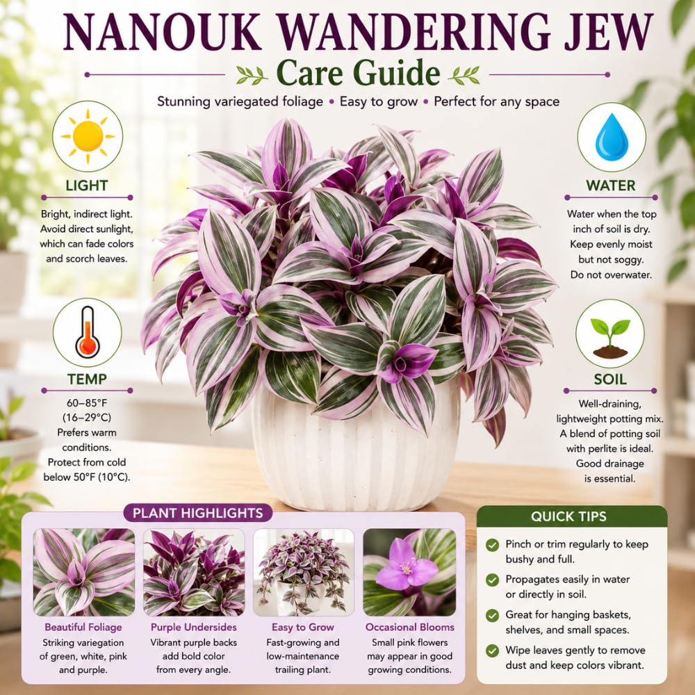 Wandering Jew Plant Live, Tradescantia Nanouk Plant Live 4-7 Inch Tall, Colorful Purple Pink Foliage for Indoor Outdoor Houseplant