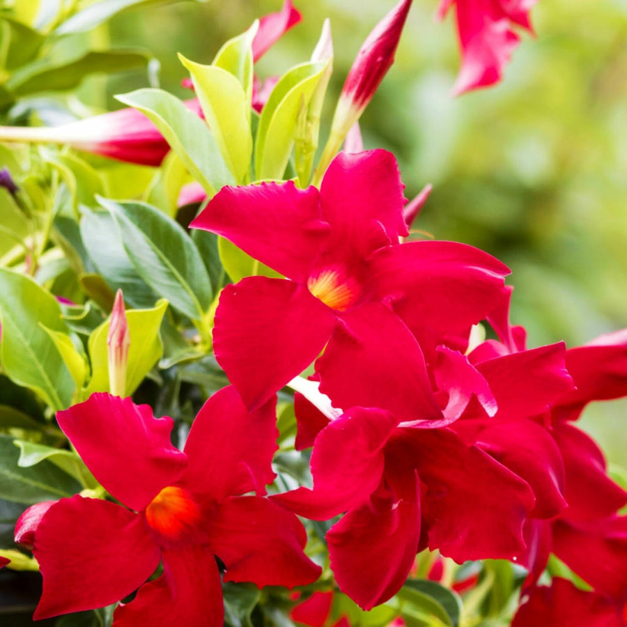 2 Live Mandevilla Plants, Red Mandevilla Vine Live Plant, 10 Inches and 19 Inches Long, Live Mandevilla Plants, Mandevilla Plant Seedlings, 2 Plants