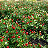 2PPP Live Chiltepin Pepper Plants, 5 to 9" Tall in 4" Pots, Red Hot Chili Pepper Plant, Tepin Pepper, Well-Rooted Plants for Summer Planting