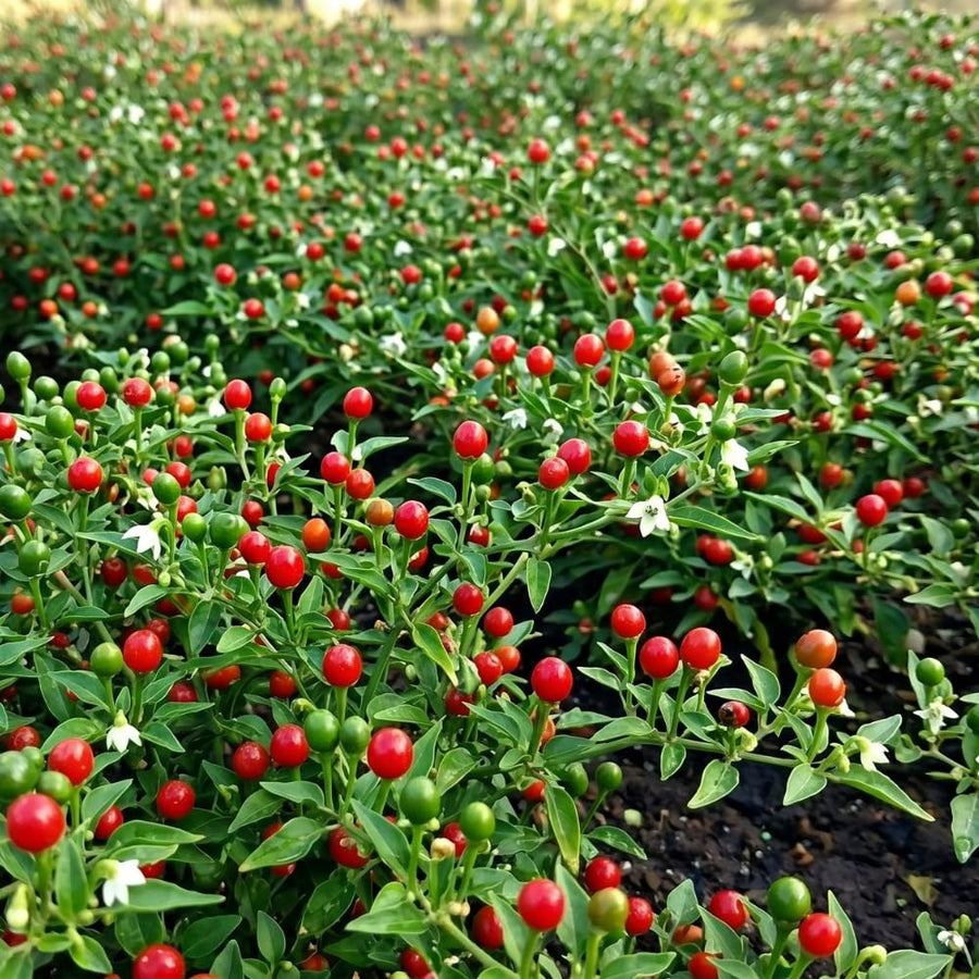 2PPP Live Chiltepin Pepper Plants, 5 to 9" Tall in 4" Pots, Red Hot Chili Pepper Plant, Tepin Pepper, Well-Rooted Plants for Summer Planting