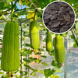 Luffa Sponge Gourd Seeds 70 Count, Loofah Seeds for Planting, Fresh Vegetable Garden Growing Seed