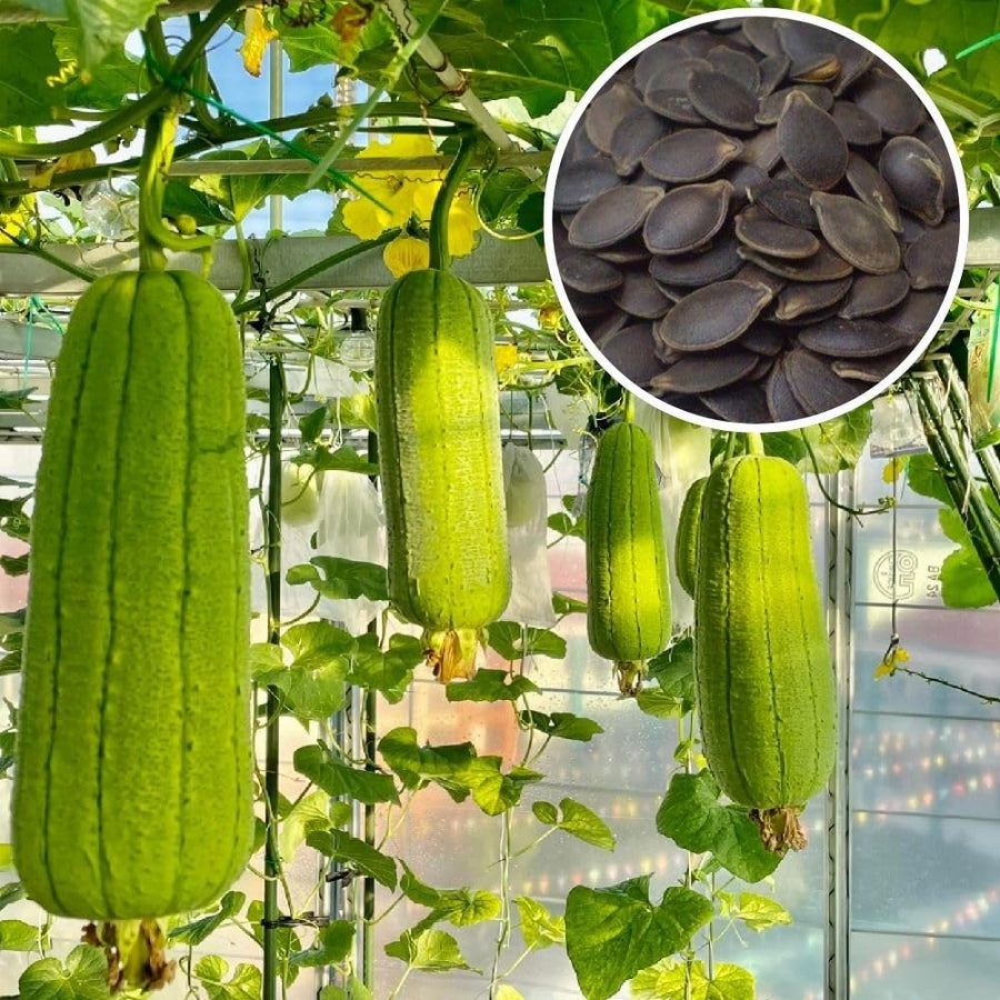 Luffa Sponge Gourd Seeds 70 Count, Loofah Seeds for Planting, Fresh Vegetable Garden Growing Seed
