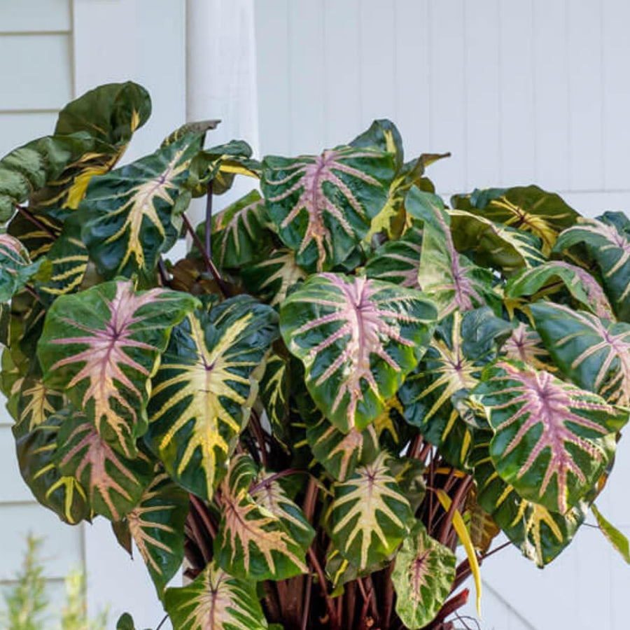 Combo 4 Mixed Colocasia Plants Live, Elephant Ear Caladium Esculenta Colocasia Plants, Pink, Red, Black Stems or Leaf, 4 to 8 Inc Tall