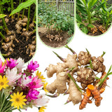 Set 3 Ginger, Jerusalem Artichoke and Turmeric Rhizomes for Garden Planting, Fresh Heirloom Roots for Gardens, Ready to Plant