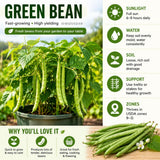 2PPP Green Bean Plant Live in 4 Inch Pot, Bean Live Plant 5 Inches Tall, Well Rooted Vegetable Plant for Growing