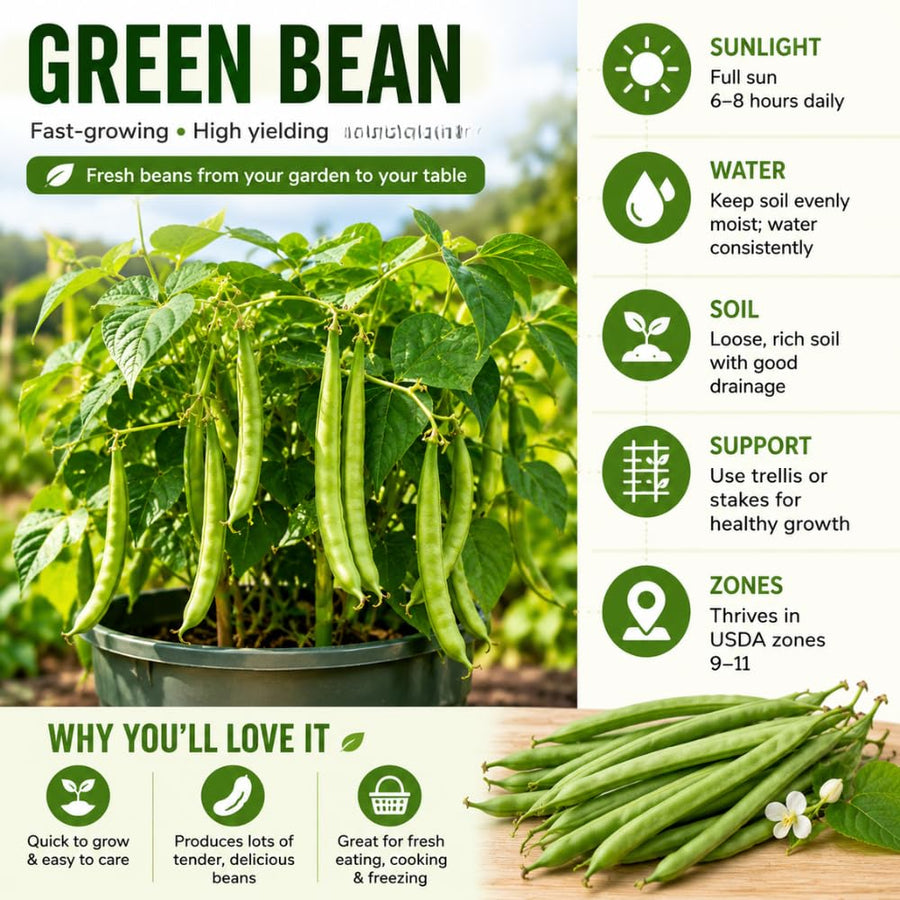 2PPP Green Bean Plant Live in 4 Inch Pot, Bean Live Plant 5 Inches Tall, Well Rooted Vegetable Plant for Growing