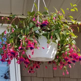 Hardy Fuchsia Plants Live Hanging Basket, 2 Blue Eyes Fuchsia Live Plant Pot 4''