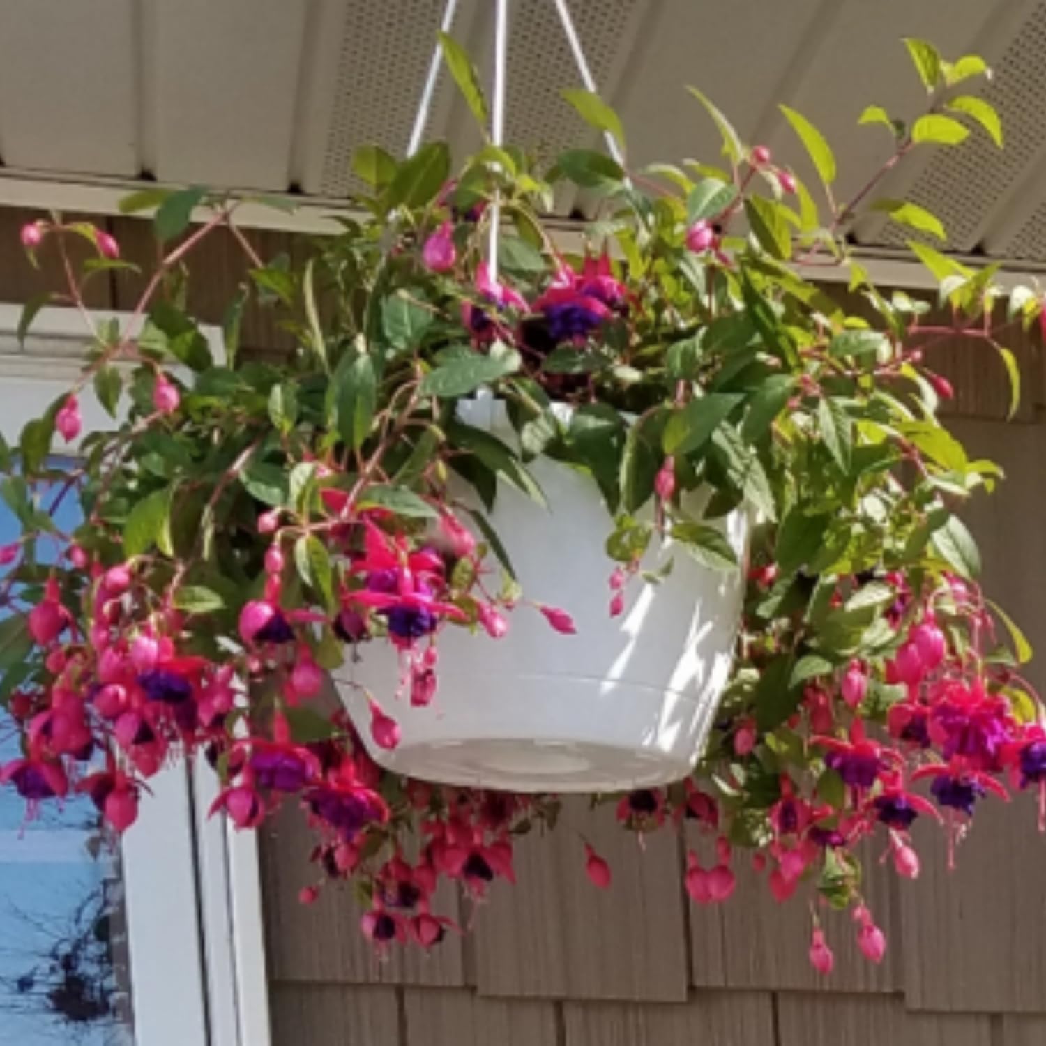 2 Hanging Fuchsia Plants 5 to 7 Inc in Height Purple Fuchsia Live Plants Well Rooted for Growing