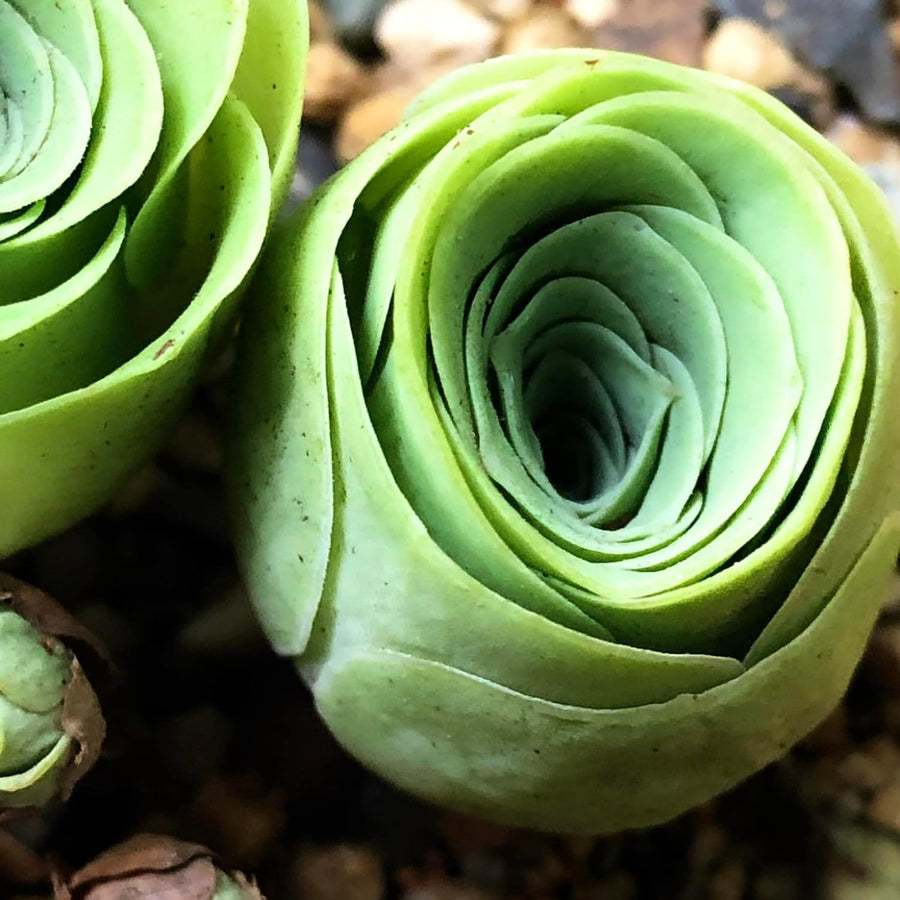 Pack 2 Mountain Rose Cactus Live Plants, Very Rare Succulent with Rose Shape and Green Color in 2" Pot, Stater Plant