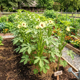Okra Live Plant, Green Okra Plant from 3-5 Inches Tall, 4" Pot, Fast Growing Vegetable Plant for Raised Beds and Home Gardens, 2 Plant Per Pot