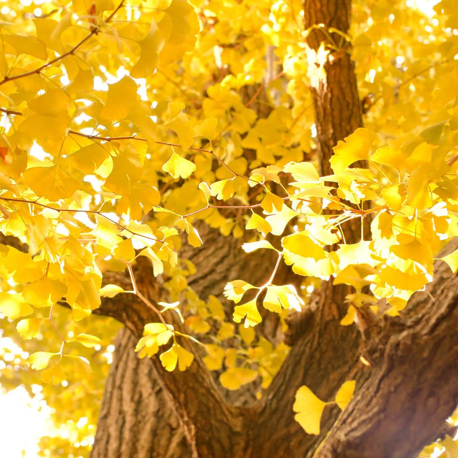 Ginkgo Tree Live Plant for Planting, Ginkgo Tree, Yellow Leaves, 4 to 6 Inch Tall in Pot, Hardy Ornamental