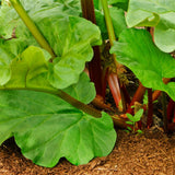 Set 5 Rhubarb Plants Roots for Planting, Rhubarb Root Plant, Perennial Vegetable Plants