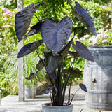 4 Alocasia Live Plants Variegated, Rare Elephant Ear Houseplant 4'' Pot for Indoor Outdoor Growing, Tropical Alocasia Plants