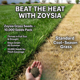 10000 Emerald Zoysia Grass Seeds for Lawn, Emerald Zoysia Grass Seeds, Lawngrass Seed, Drought Tolerant for Outdoor Lawn and Garden